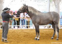 W ARMAS INERVO, DE Y. TRUJILLO, CAMPEON JOVEN DEL CONCURSO